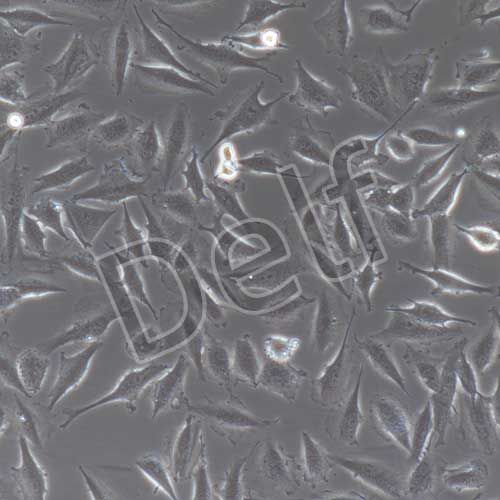 LN-229+luc 人膠質(zhì)瘤細(xì)胞穩(wěn)定表達(dá)熒光素酶