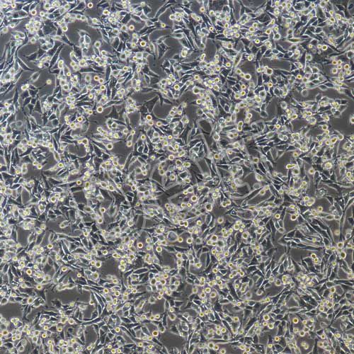 MB49+luc 小鼠膀胱癌細(xì)胞穩(wěn)定表達(dá)熒光素酶