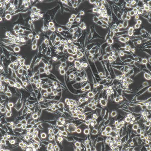 MB49+luc 小鼠膀胱癌細(xì)胞穩(wěn)定表達(dá)熒光素酶