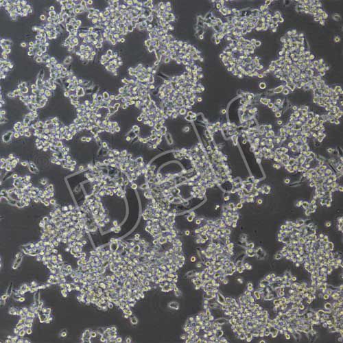 MC38+luc 小鼠結(jié)腸癌細(xì)胞+luc