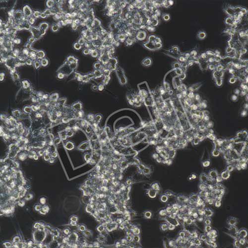 MC38+luc 小鼠結(jié)腸癌細(xì)胞+luc