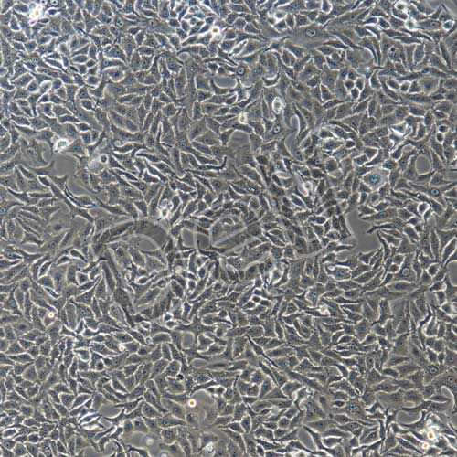 A549+RFP 人肺癌細胞+RFP