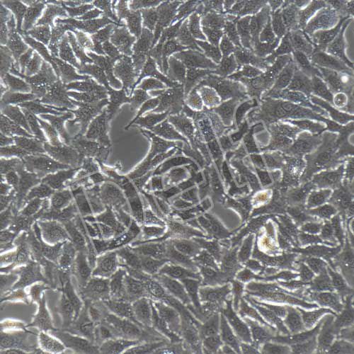 A549+RFP 人肺癌細胞+RFP