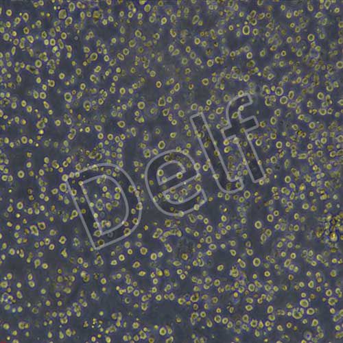 Expi293F人胚腎細(xì)胞