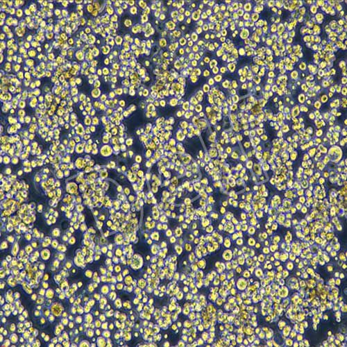 Expi293F人胚腎細(xì)胞