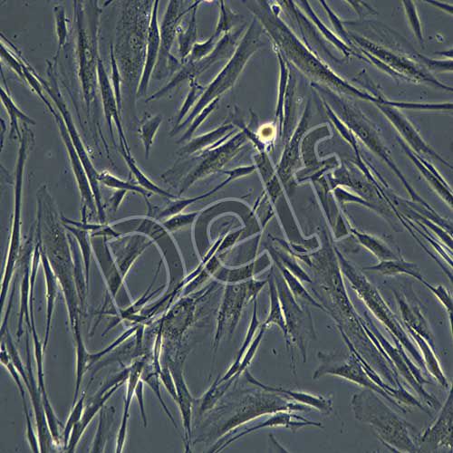 GM09326 人成纖維細(xì)胞