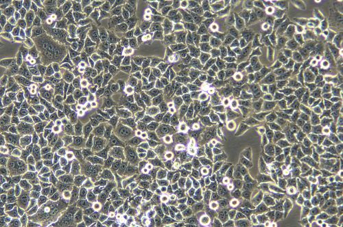 HeLa 人宮頸癌細(xì)胞