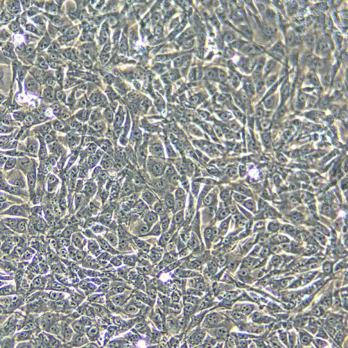 NIH/3T3 小鼠胚胎成纖維細胞