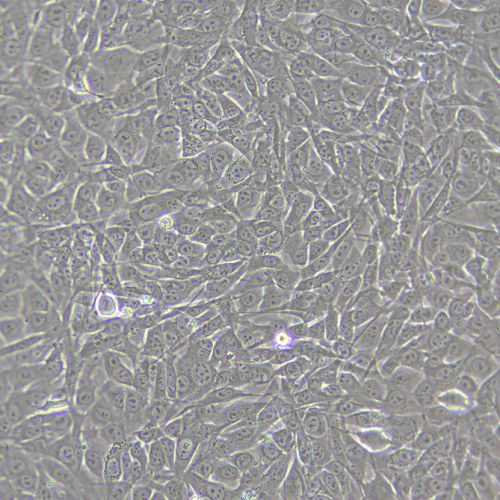 NIH/3T3 小鼠胚胎成纖維細胞