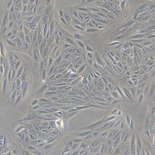 ARPE-19 人視網(wǎng)膜色素上皮細胞