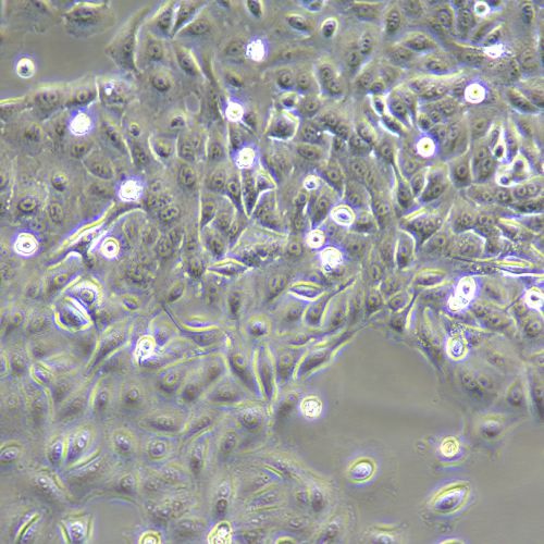 A549 人肺癌細(xì)胞