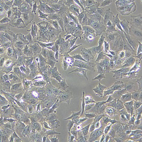 SH-SY5Y 人神經(jīng)母細(xì)胞瘤細(xì)胞
