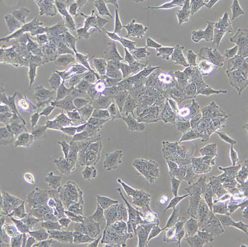 SH-SY5Y 人神經(jīng)母細(xì)胞瘤細(xì)胞