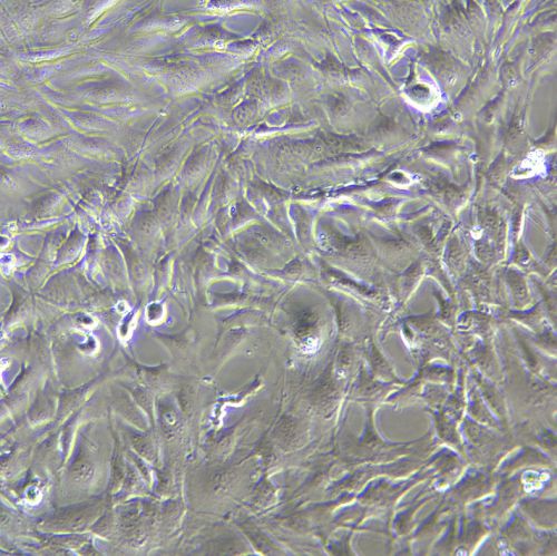 MC3T3-E1 小鼠胚胎成骨細(xì)胞