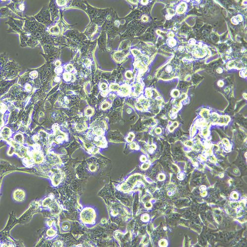 GL261 小鼠膠質(zhì)細(xì)胞瘤