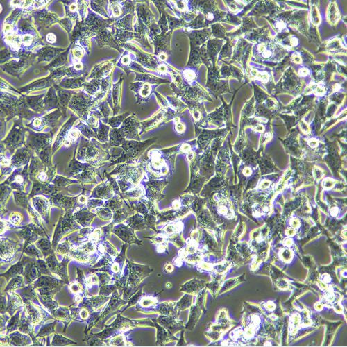 GL261 小鼠膠質(zhì)細(xì)胞瘤