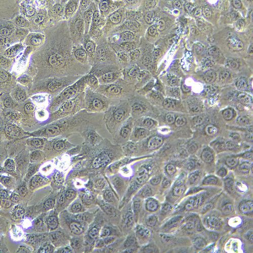 HT-1080 人纖維肉瘤細胞