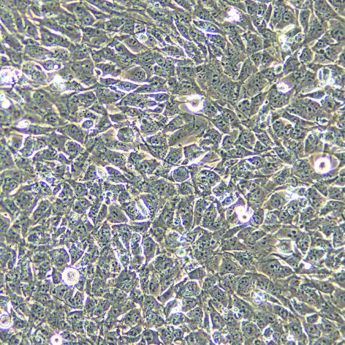 TM4 正常小鼠睪丸Sertoli細胞