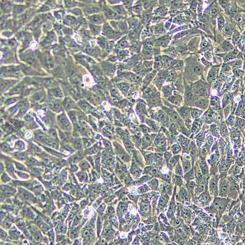 TM4 正常小鼠睪丸Sertoli細胞