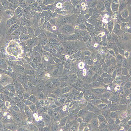 GC-1 spg 小鼠精原細(xì)胞系