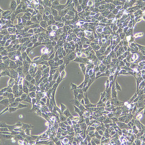 TM3 小鼠睪丸間質(zhì)細(xì)胞