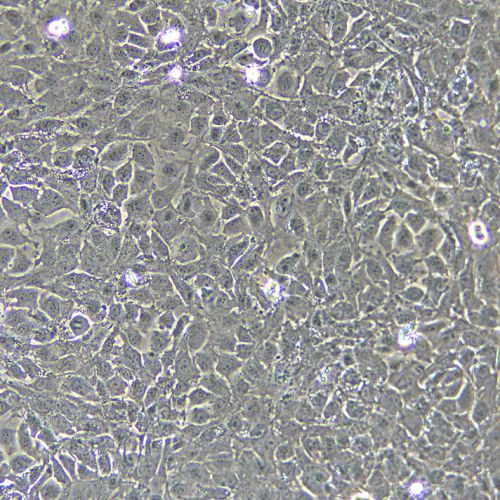 IEC-6 大鼠小腸隱窩上皮細(xì)胞