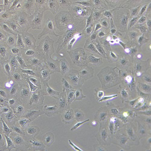 IEC-6 大鼠小腸隱窩上皮細(xì)胞