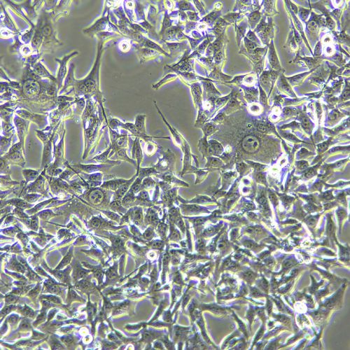 B16 小鼠黑色素瘤細(xì)胞
