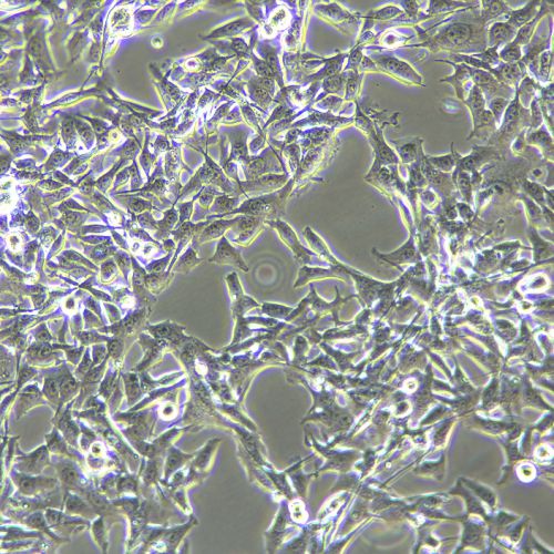 B16 小鼠黑色素瘤細(xì)胞
