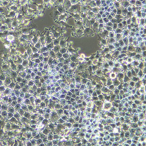 huh-7 人肝癌細(xì)胞