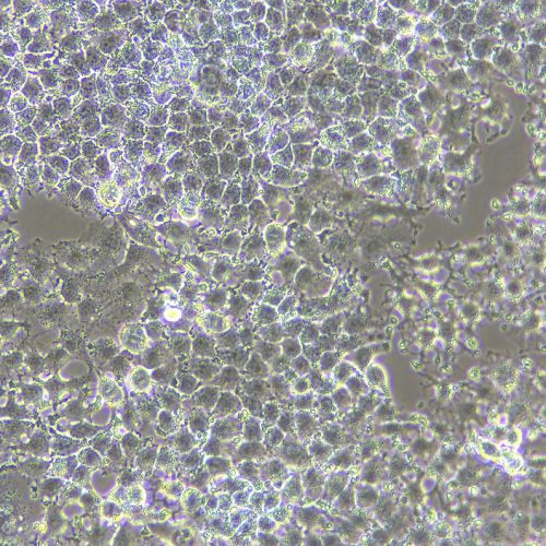 huh-7 人肝癌細(xì)胞