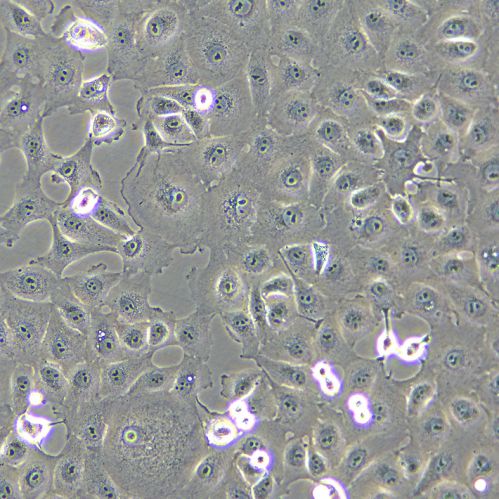 MARC145 猴胚胎腎上皮細(xì)胞