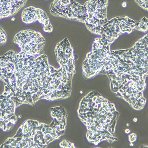 Hep G2 人肝癌細(xì)胞