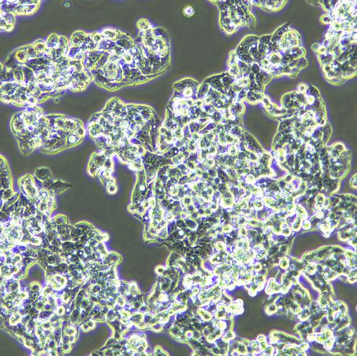 Hep G2 人肝癌細(xì)胞