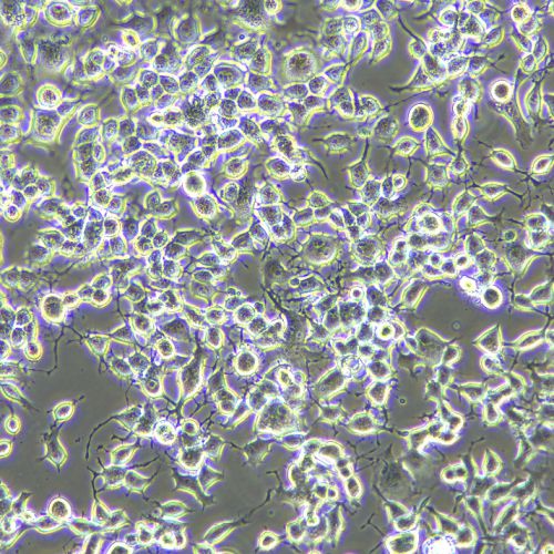 neuro-2a(N2A)小鼠腦神經(jīng)瘤細(xì)胞