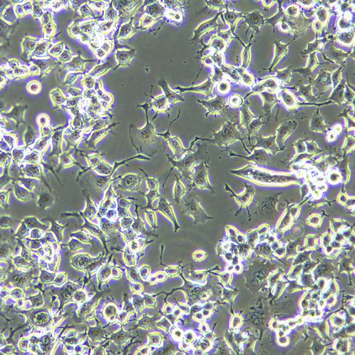neuro-2a(N2A)小鼠腦神經(jīng)瘤細(xì)胞