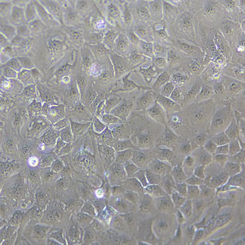 Caco-2 人結腸癌細胞