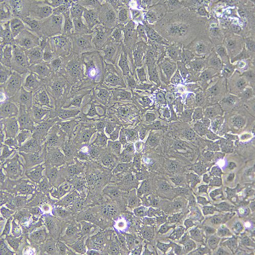 Caco-2 人結腸癌細胞