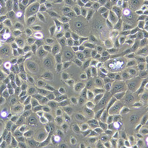 HSC-3 人口腔鱗狀細(xì)胞癌細(xì)胞