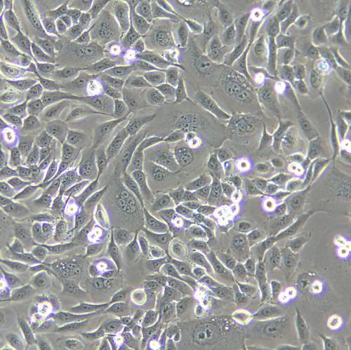 HSC-3 人口腔鱗狀細(xì)胞癌細(xì)胞