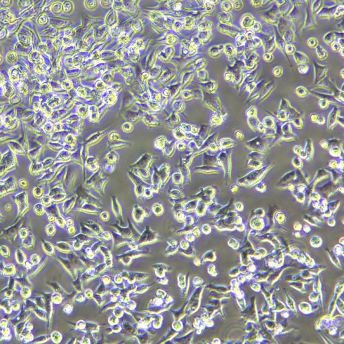 SNU-638 人胃癌細(xì)胞