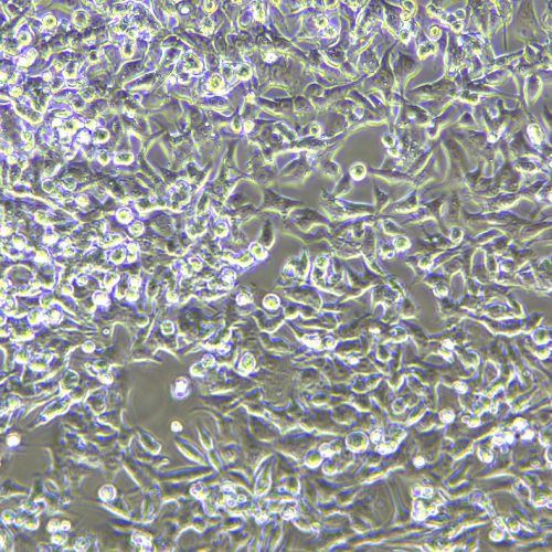 SNU-638 人胃癌細(xì)胞