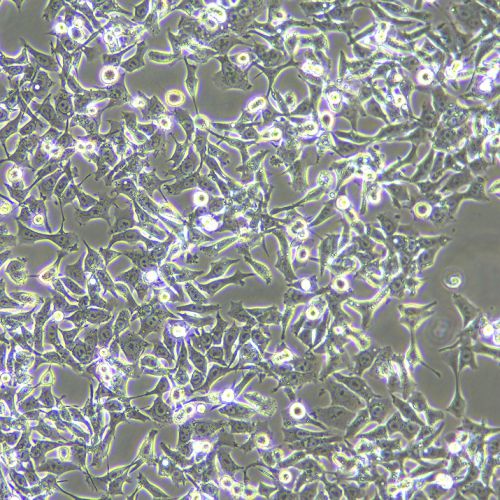 SNU-638 人胃癌細(xì)胞