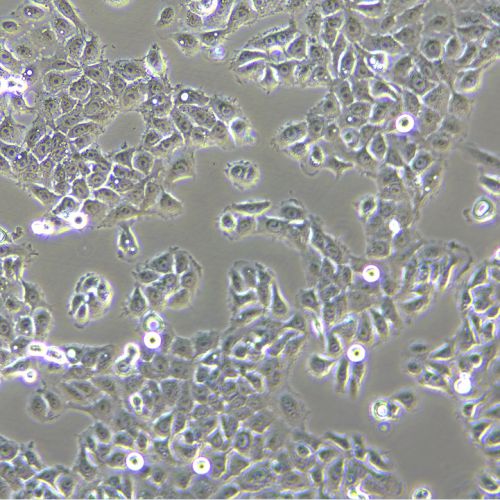 NCI-H292 人肺癌細(xì)胞(淋巴結(jié)轉(zhuǎn)移)