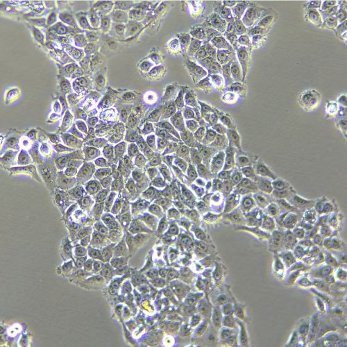 NCI-H292 人肺癌細(xì)胞(淋巴結(jié)轉(zhuǎn)移)