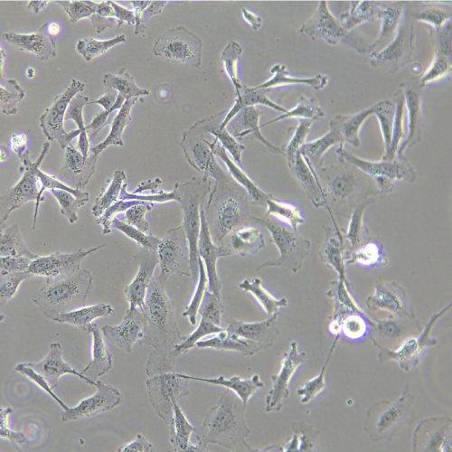 LX-2 人肝星狀細(xì)胞