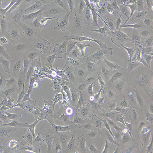 LX-2 人肝星狀細(xì)胞