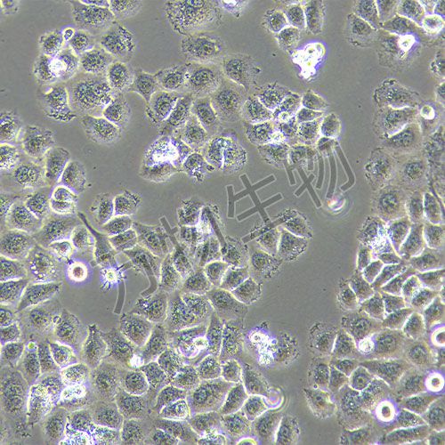 QSG-7701 人正常肝細胞