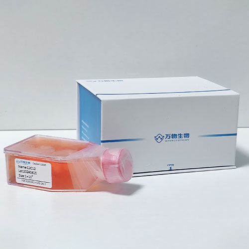 DR4 MEF 小鼠胚胎成纖維細(xì)胞