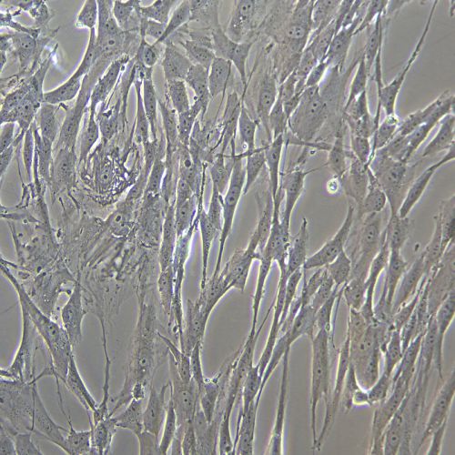 HSF人真皮成纖維細胞永生化-sv40